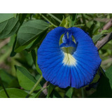 Enredadera Mariposa Azul 12 Semillas Conchita Sol Sdqro2