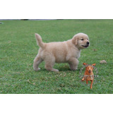 Cachorros Labrador Beige Y Dorados Criadero De Campo Rural