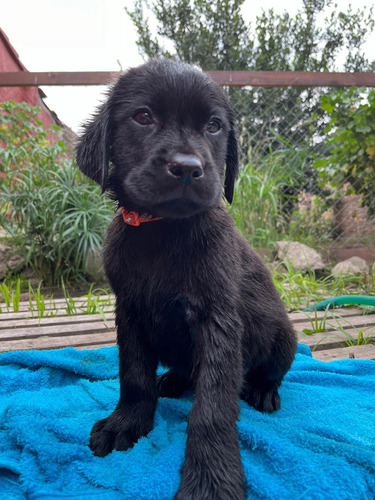 Cachorro Labrador