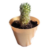 Mammillaria - Suculenta - Cactus