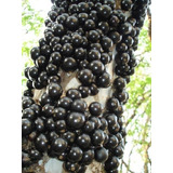 Jabuticaba Sabará, Com 6 Anos De Idade - 1,4 Mt De Altura