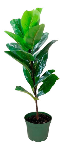 Planta Artificial Ficus Gomero Grande Interior + Maceta