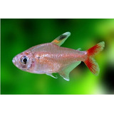 Pct. C/ 10 Peixes Tetra Nordeste -aquário- Água Doce 