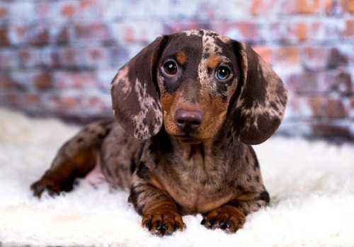 Salchicha Dachshund Cachorros Arlequínes 