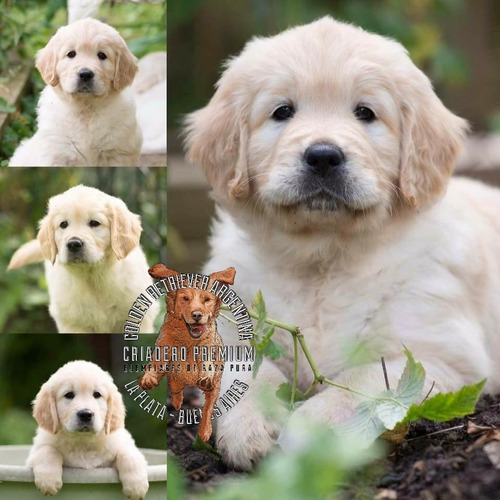 Golden Sanos Puros 100% Criadero Golden Retriever Argentina