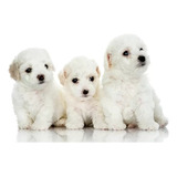 Cachorro Maltes 19 Blancos