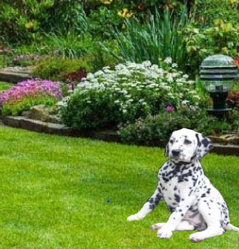 Cachorros Dalmata Puros