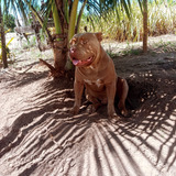 American Bully Filhotes