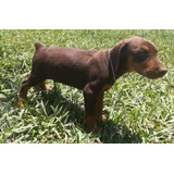 Doberman Criadero Imperial Pets