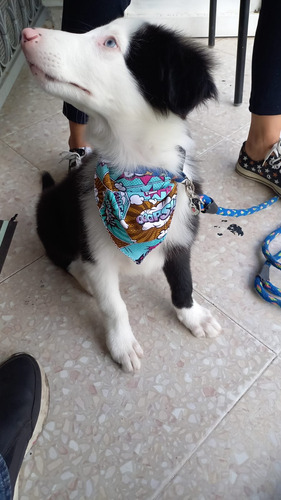 Cachorro Border Collie