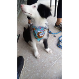 Cachorro Border Collie