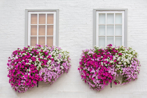 Semillas De Petunia Colgante Anual Mix De Colores + Guia 