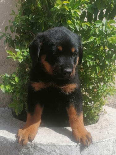 Rottweiler Excelente Guardián 