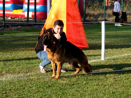 Cachorros Pastor Alemán 