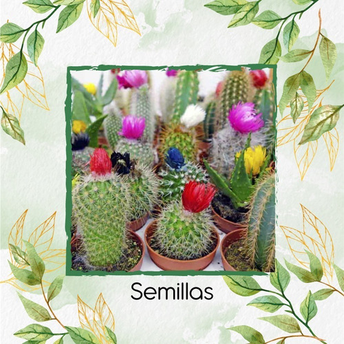 100 Semillas  Suculentas Mezcla Lithops Y Crassas (25)