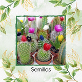 100 Semillas  Suculentas Mezcla Lithops Y Crassas (25)