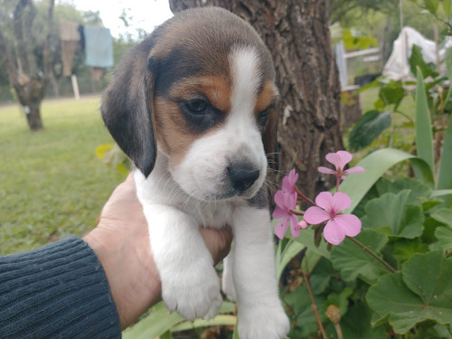 Cachorros Beagles 