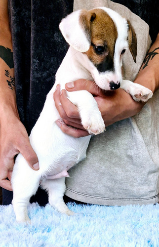 Jack Russell Terrier Macho