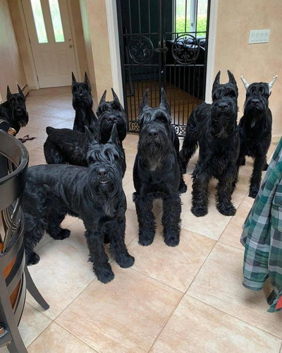 Hermosos Cachorros De Schnauzer Gigante Negros