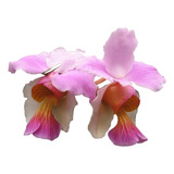 Orquídea  Vanda Tere