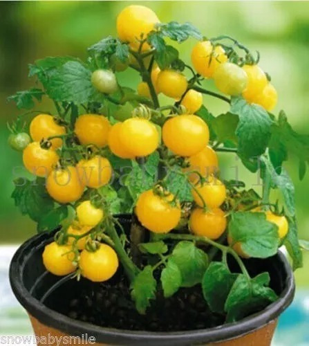 Jitomate Cherry Amarillo Mini Bonsai 10 Semillas  Selecciona