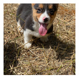 Hermosos  Cachorros Corgi De Criadero Kanis