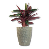 Vaso Para Plantas Decorativo Diamante Redondo N2 Promoção