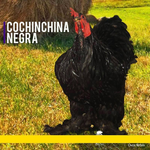 Ovos Galados Férteis De Cochinchina Negra 1 Dúzia