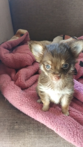 Chihuahua Hembra Mini