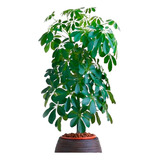 Aralia Schefflera, Aralia 80cm Altura, Arbol Paraguas