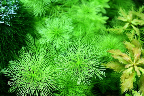 Myriophyllum Aquaticum Planta Acuatica 