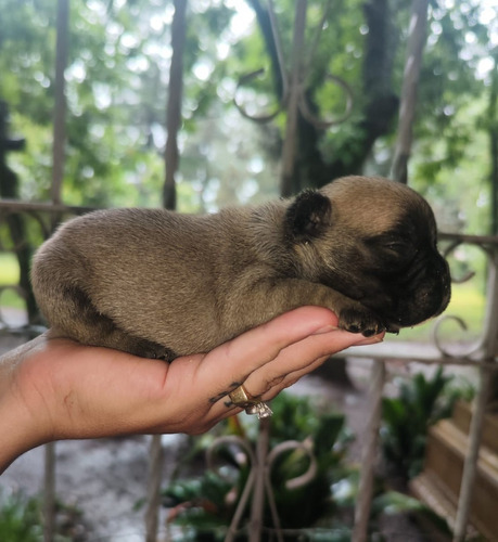 Hermosos Cachorros Bulldog Francés 