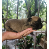 Hermosos Cachorros Bulldog Francés 