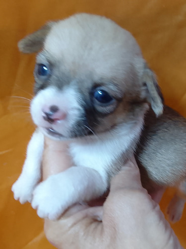 Chihuahua Mini