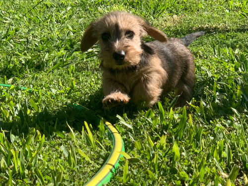 Salchicha Dachshund Pelo Duro Rojo Ciervo Machos Excelentes