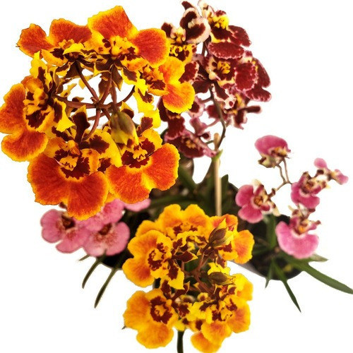Orquídea Tolumnia Planta Adulta Cores Mistas Lindas E Belas 