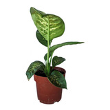 Muda De Comigo Ninguém Pode - Dieffenbachia Tropic Snow