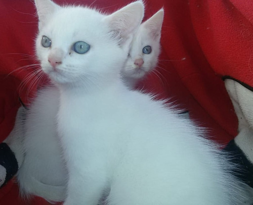 Crias De Gatos Siberiano Blancos Con Ojos Azules.