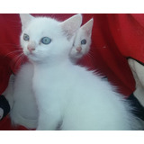 Crias De Gatos Siberiano Blancos Con Ojos Azules.