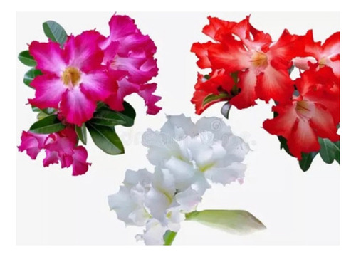 Plantas Azaleas   Japonicas Doble Maceta De 5litros