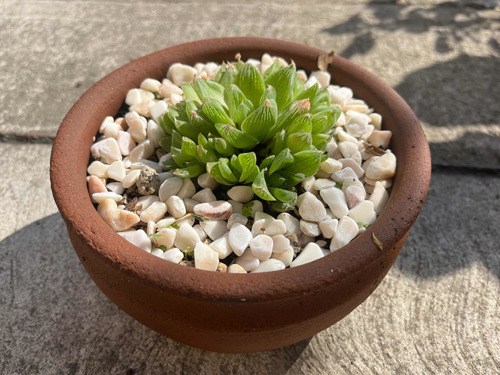 Colonia Haworthia