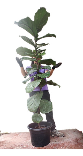 Ficus Lyrata - Gomero Pera