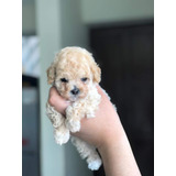 Poodle Toy Hermosos Machitos 