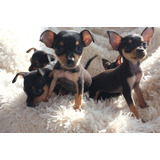 Pinscher Miniatura Enanos Cachorros Doberman Enanos