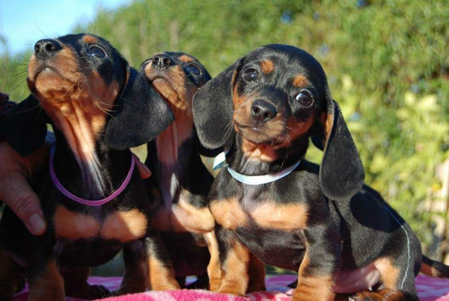 Dachshund Miniatura Negro Fuego Y Arlequin