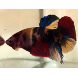 Betta Koi Plakat Half Moon