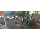 Gallinas De Campo 