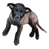 Hermosas Cachorras Pastor Belga Malinois Disponibles Pets