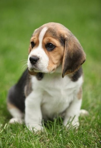 Cachorro Beagle Perritos Begle Puppy Cachorrito