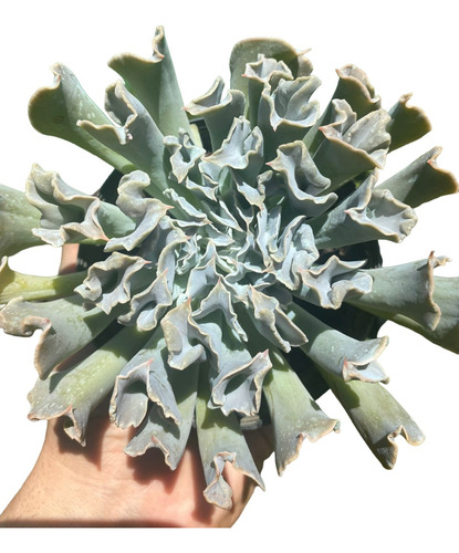 Suculenta Echeveria Nichi Pote 11 Planta Externa De Sol